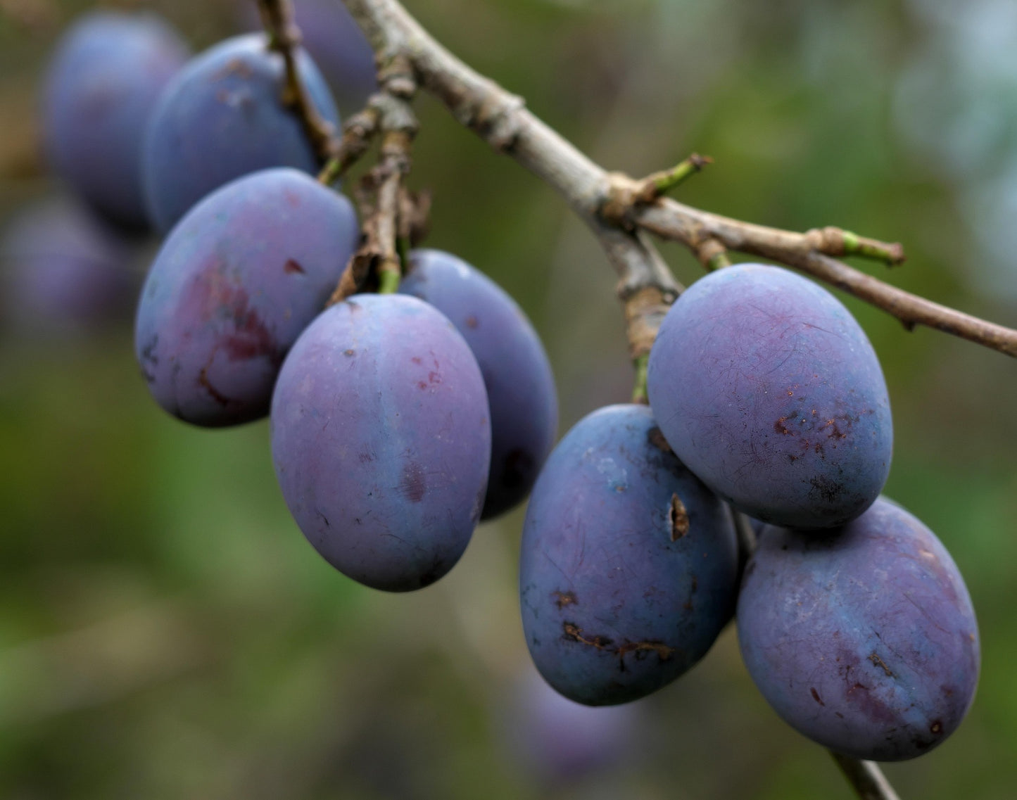 Anteplim Getrocknete Pflaumen (Damson/Mürdüm Pflaumen) 250 g – Naturbelassen