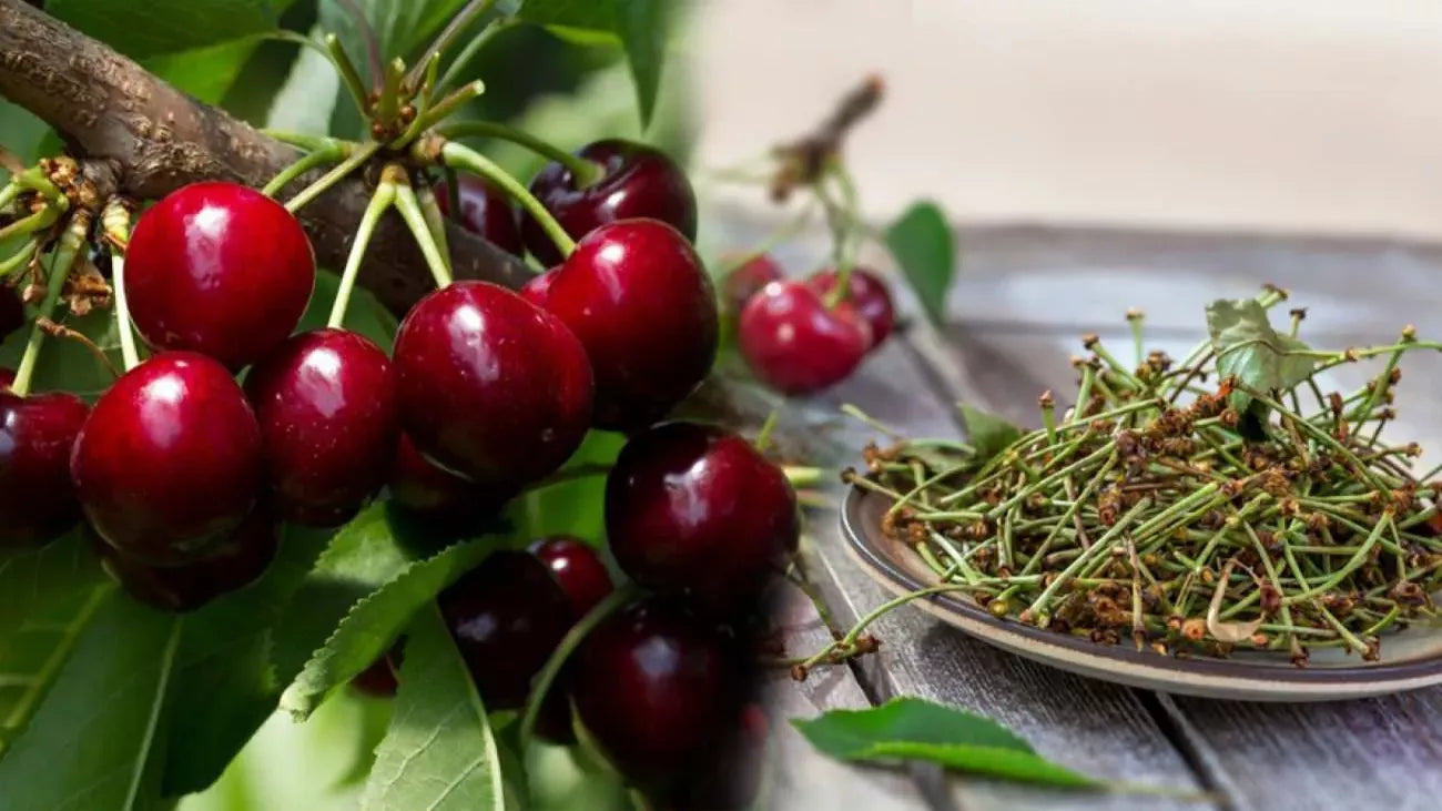 Kurutulmuş Kiraz Sapı 30g