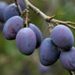 Anteplim Getrocknete Pflaumen (Damson/Mürdüm Pflaumen) 250 g – Naturbelassen
