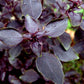 Anteplim Purple Basil (Mor Reyhan) Dried 30 g – Aromatic Turkish Herbal Spice