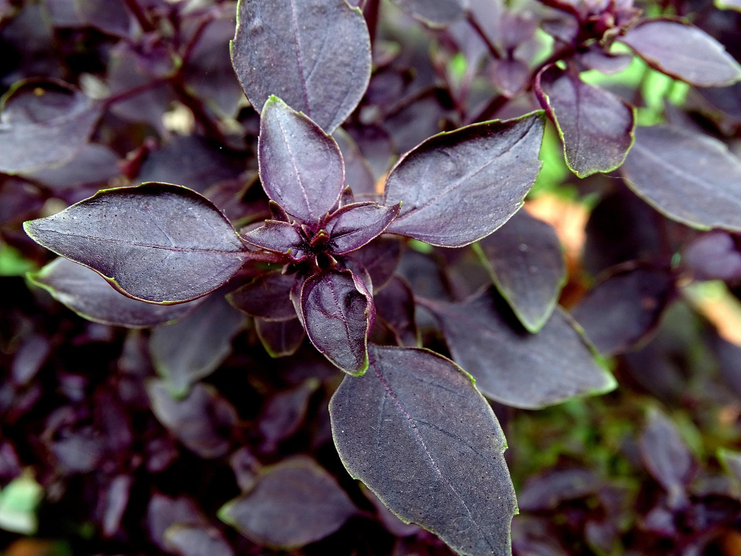 Anteplim Purple Basil (Mor Reyhan) Dried 30 g – Aromatic Turkish Herbal Spice